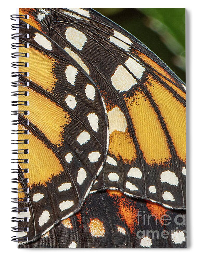 Monarch Spiral Notebook featuring the photograph Macro Monarch by Amfmgirl Photography