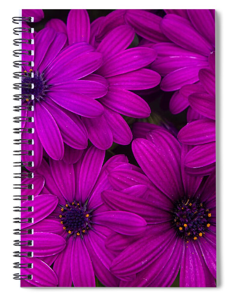 Chrysanthemums Spiral Notebook featuring the photograph Magenta Chrysanthemums by L Bosco