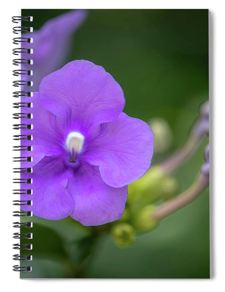 Brunfelsia Spiral Notebook featuring the photograph Magnificent Brunfelsia Flower by Debra Kewley