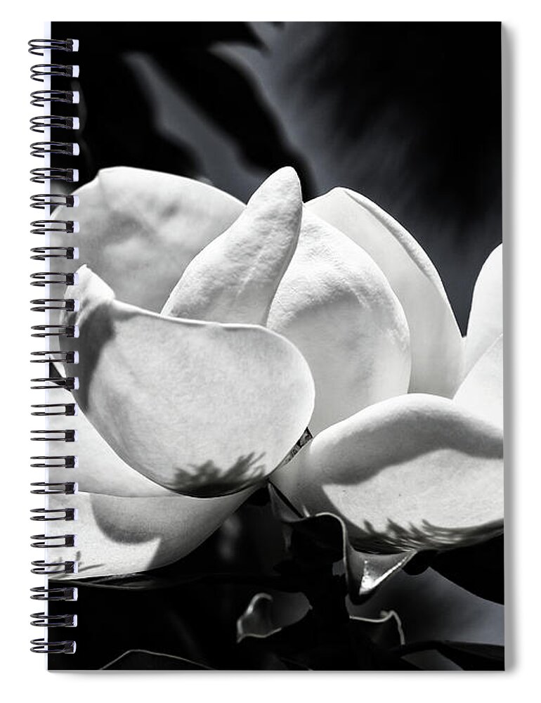 Magnolia Spiral Notebook featuring the photograph Magnolia blossom in Black and White by Neala McCarten
