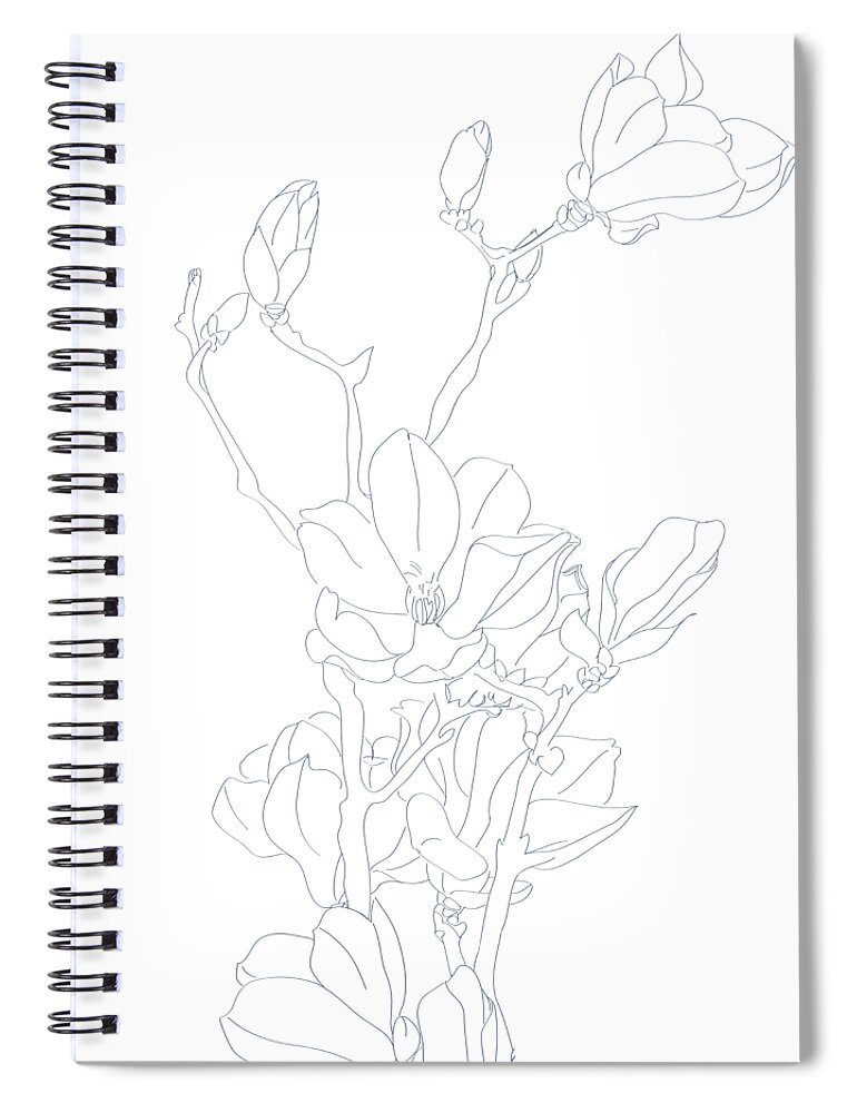 25 Magnolia Flower Drawing Ideas - Draw Magnolia Flower