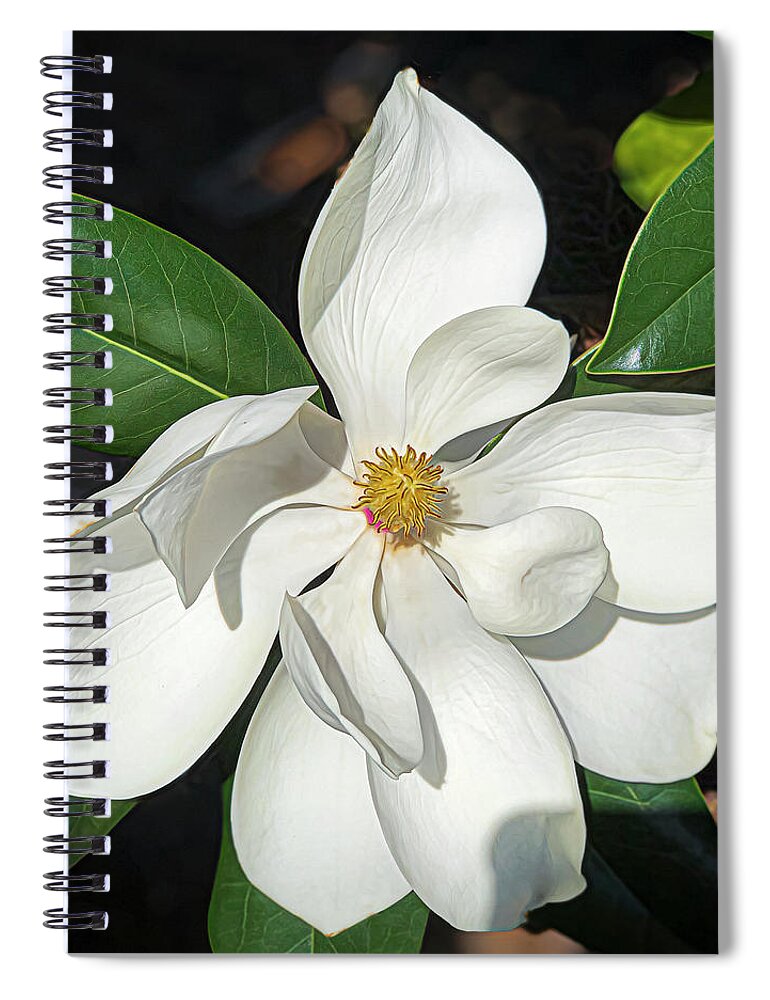 Magnolia Spiral Notebook featuring the photograph Magnolia Portrait by Ginger Stein