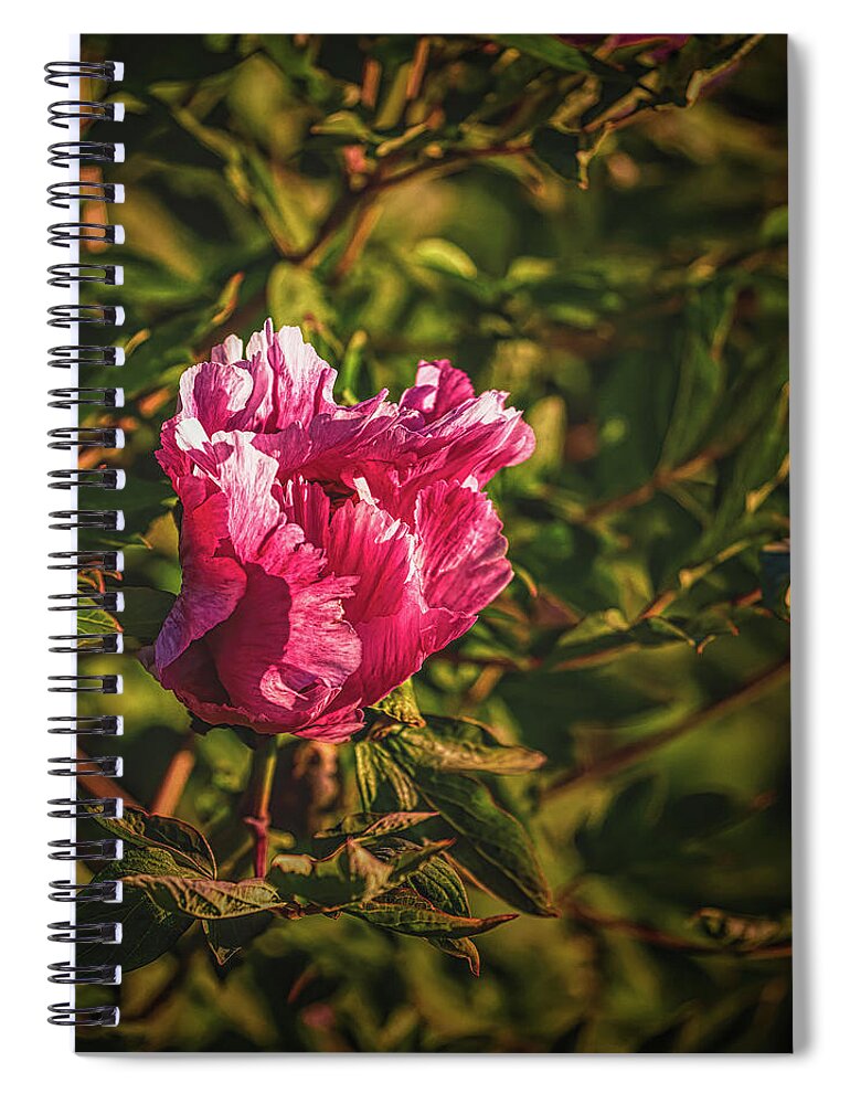 Magnolia Red Spiral Notebook featuring the photograph Magnolia red #l1 by Leif Sohlman
