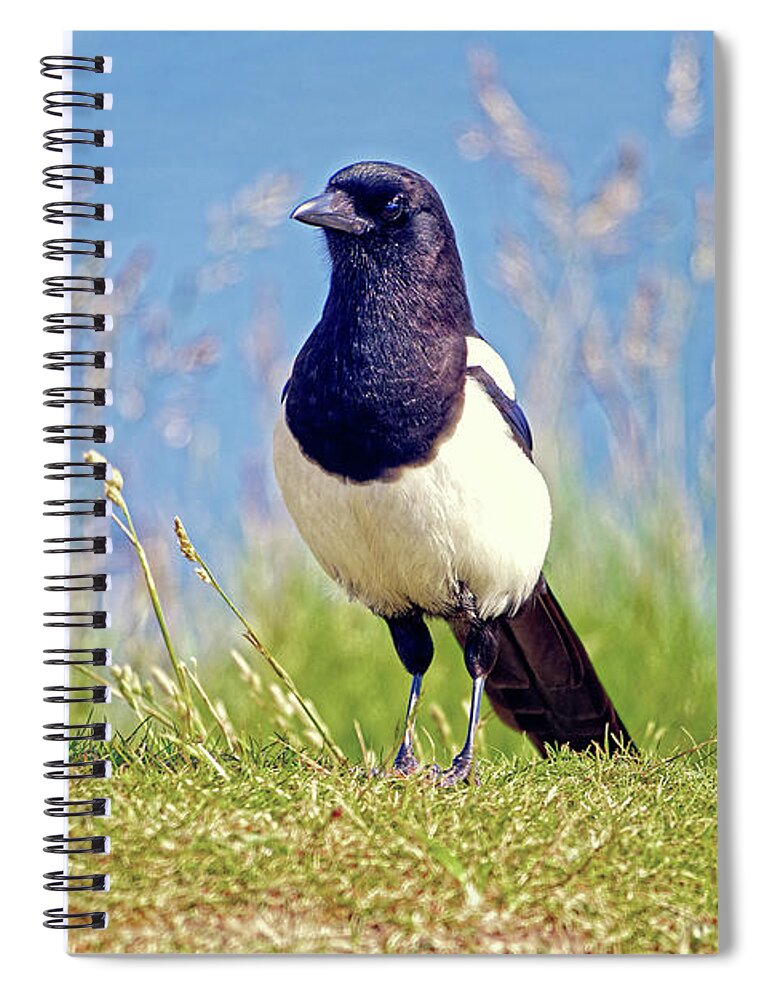 Nature Spiral Notebook featuring the photograph Magpie - Pica pica by Rod Johnson