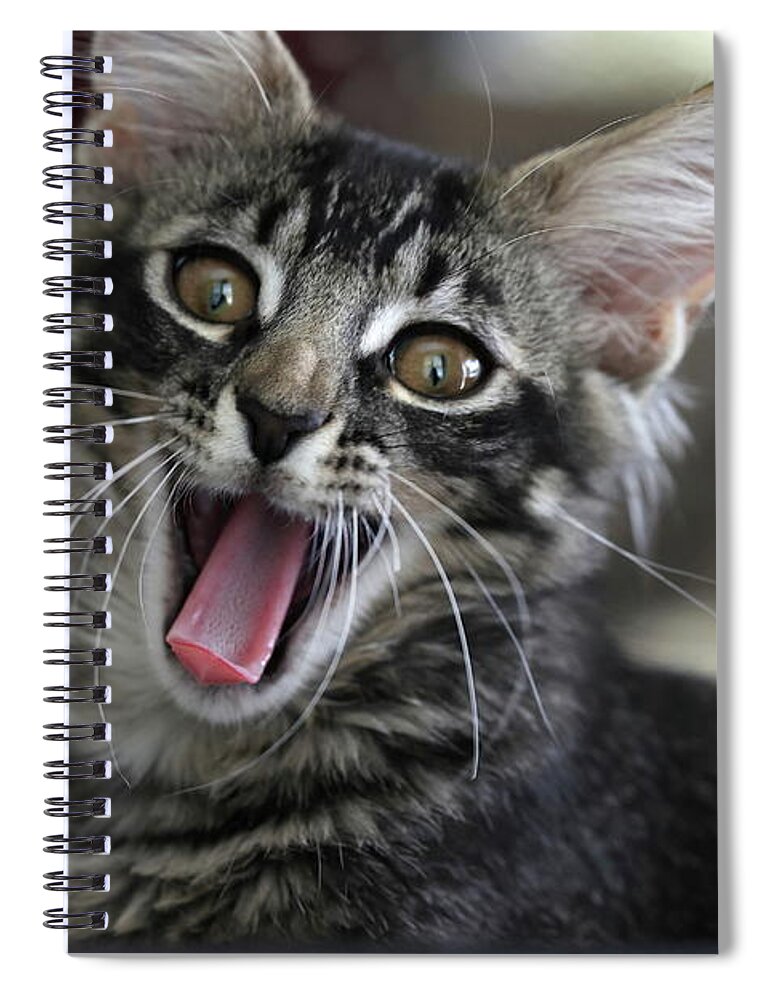 Maine Coon Spiral Notebook featuring the photograph Maine Coon Cat 5 by Mingming Jiang