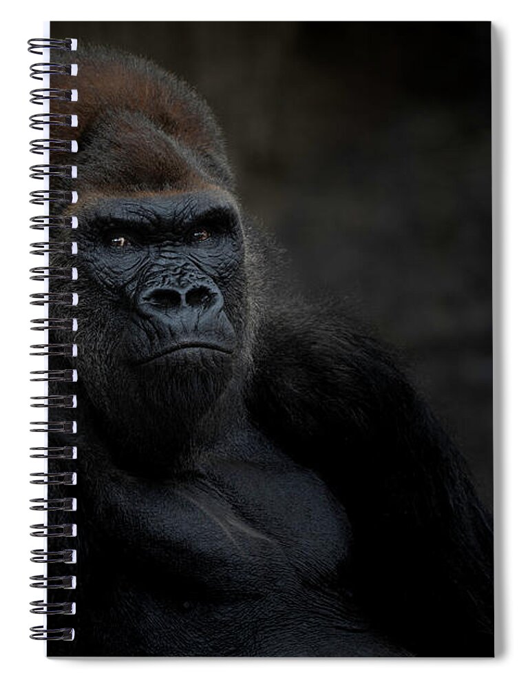 Larry Marshall Photography Spiral Notebook featuring the photograph Majestic Gorilla by Larry Marshall