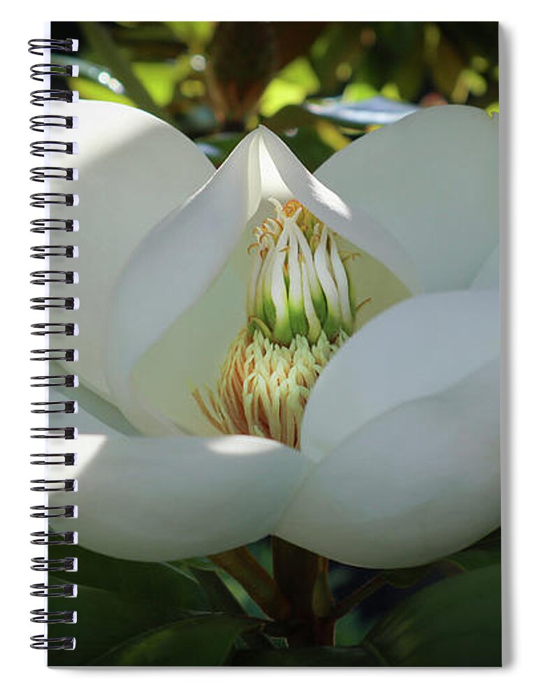 Majestic Spiral Notebook featuring the photograph Majestic Magnolia Opening by D Lee