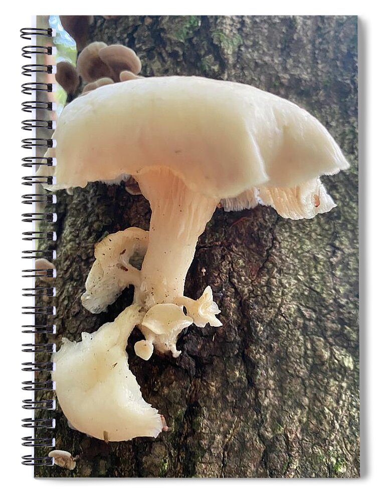 Mushroom Spiral Notebook featuring the photograph Majestic Mushrooms #97 by Anjel B Hartwell