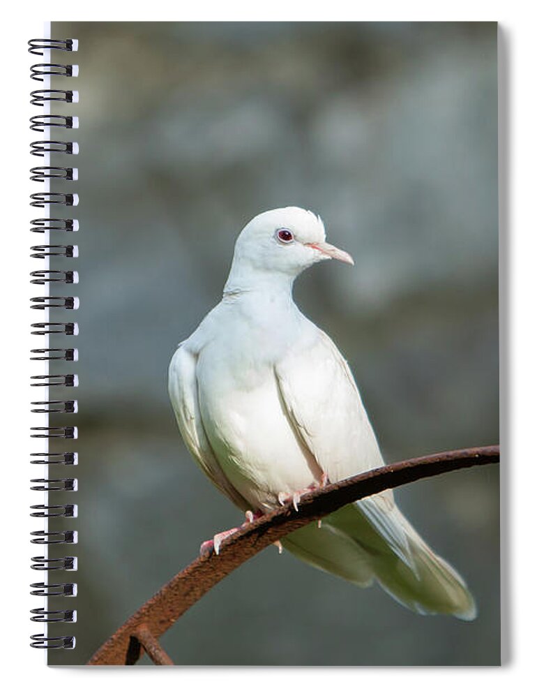 Doves Spiral Notebook featuring the photograph Malachi_9780 by Rocco Leone