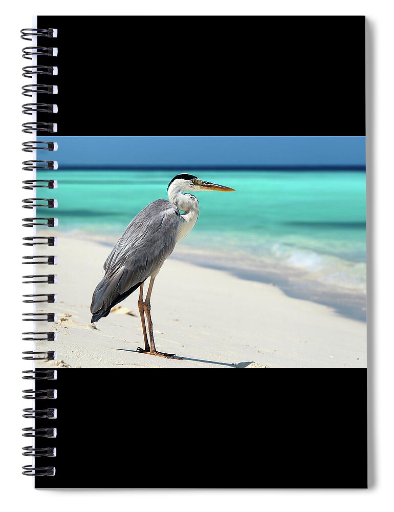 Grey Heron Spiral Notebook featuring the photograph Maldives - Grey Heron by Olivier Parent