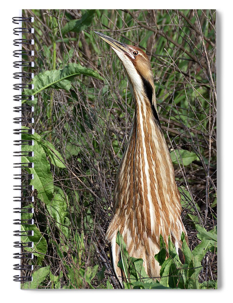 American Bittern Spiral Notebook featuring the photograph Male American Bittern in Breeding Plumage by Kathleen Bishop