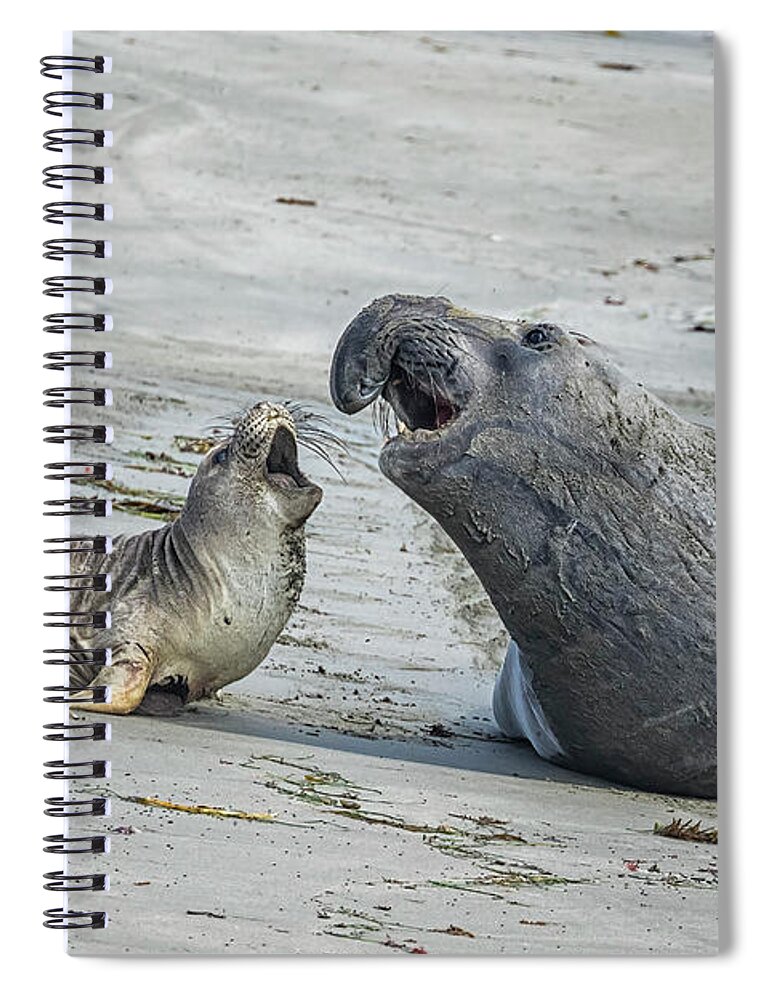 Elephant Seal Spiral Notebook featuring the photograph Male and Female Elephant Seal by Belinda Greb
