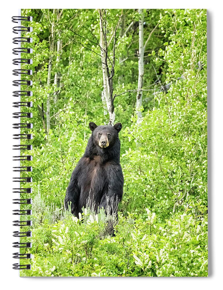 American Black Bear Spiral Notebook featuring the photograph Male Black Bear Looking to Cross the Road, Grand Tetons by Belinda Greb