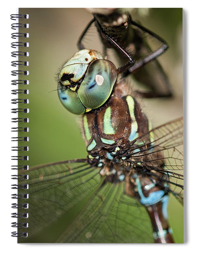 Animals Spiral Notebook featuring the photograph Male Blue-eyed Darner by Robert Potts