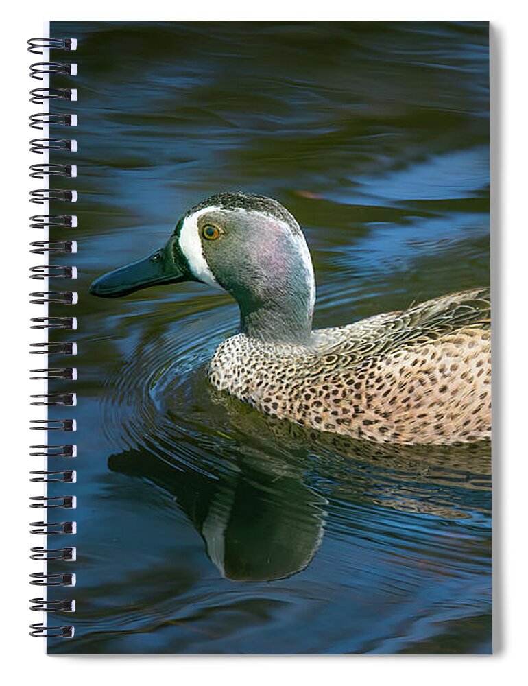Blue Winged Teal Spiral Notebook featuring the photograph Male Blue Winged Teal by Mark Andrew Thomas