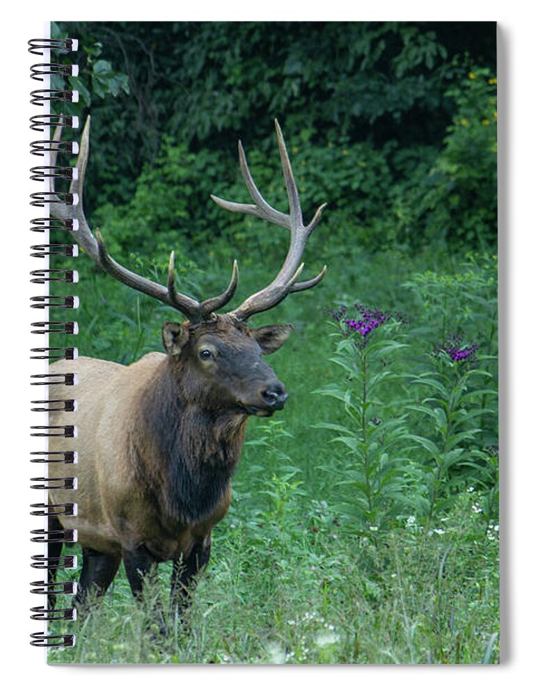 Elk Spiral Notebook featuring the photograph Male Elk by Cindy Robinson