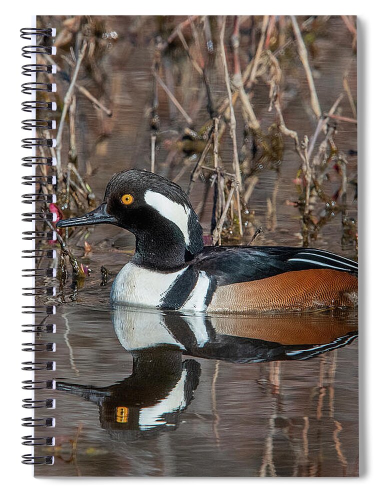Nature Spiral Notebook featuring the photograph Male Hooded Merganser DWF0231 by Gerry Gantt