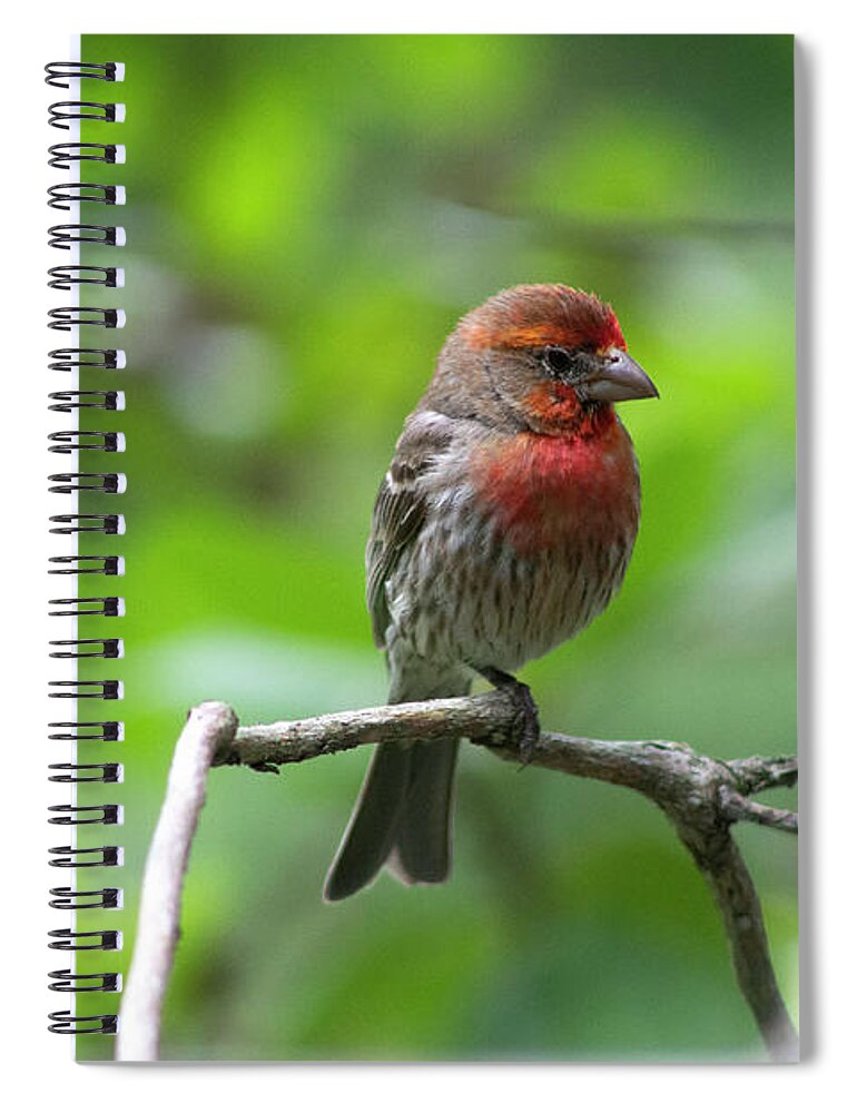Bird Spiral Notebook featuring the photograph Male House Finch by Geoff Jewett