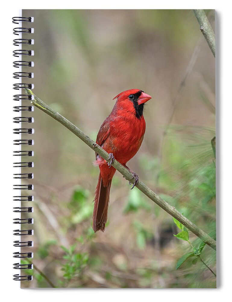 Blue Ridge Parkway Spiral Notebook featuring the photograph Male Northern Cardinal by Robert J Wagner