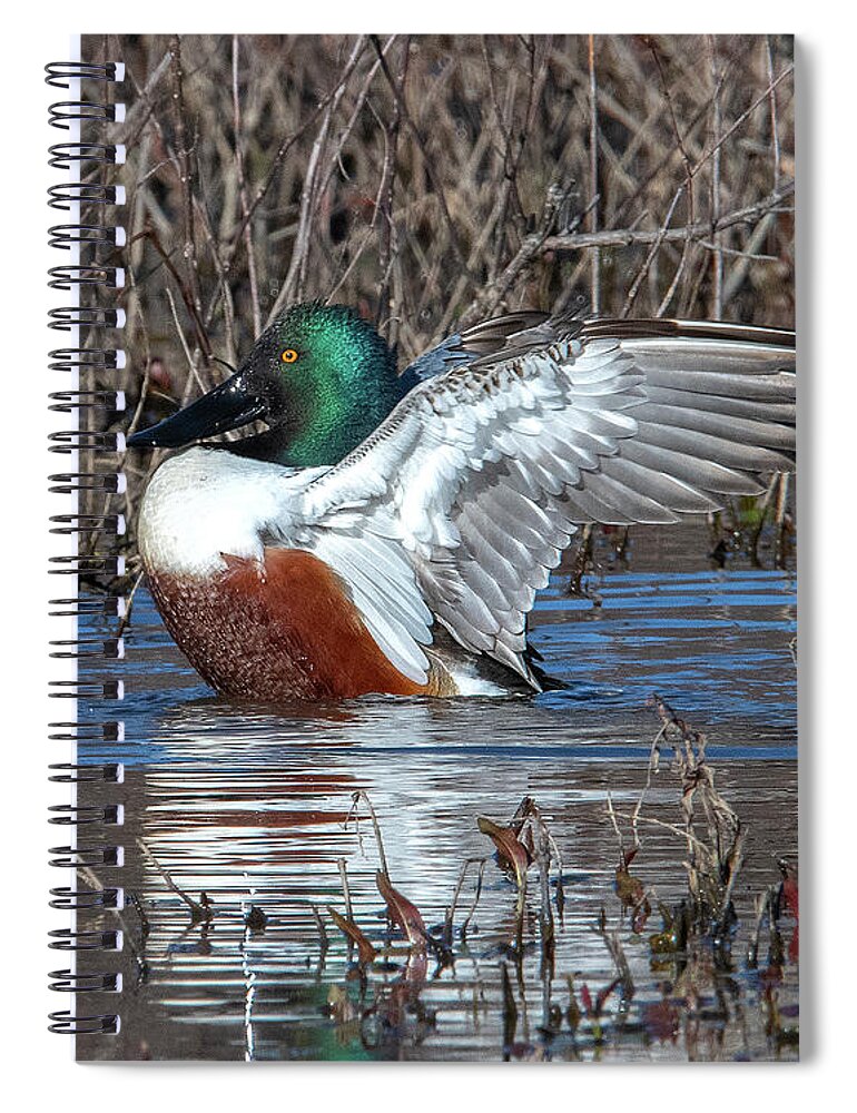 Nature Spiral Notebook featuring the photograph Male Northern Shoveler Drying off after Bathing DWF0236 by Gerry Gantt