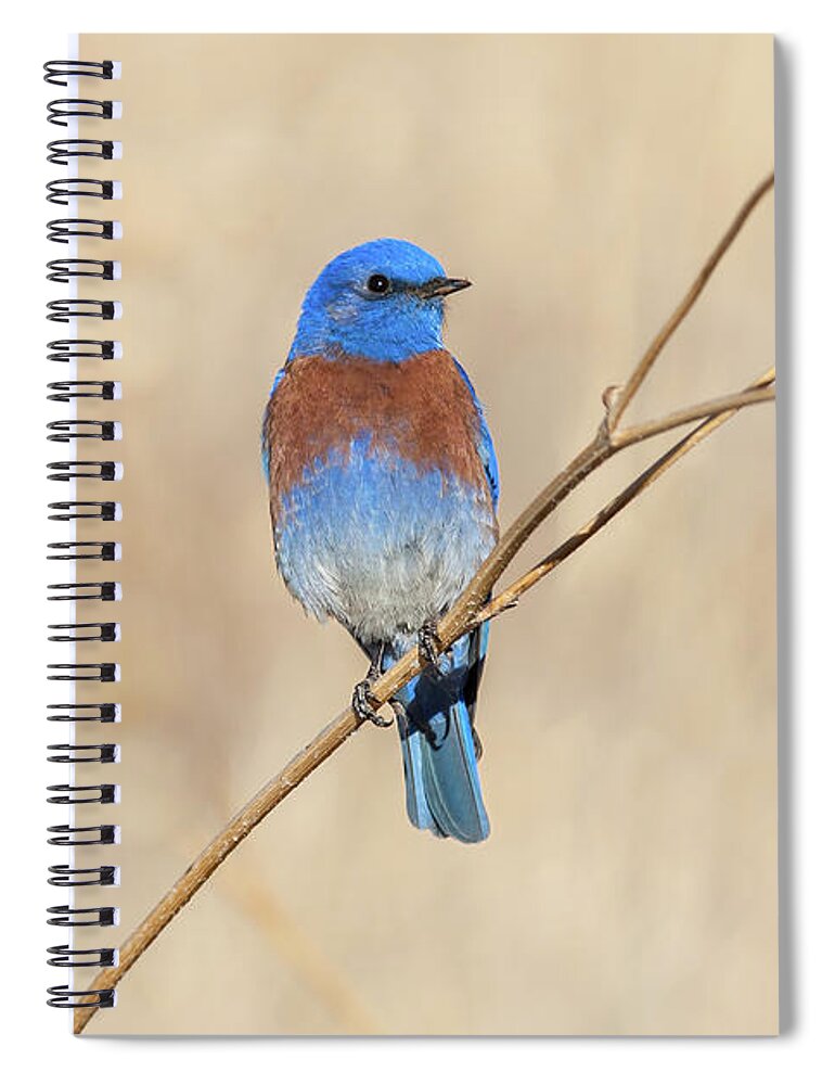 Adult Spiral Notebook featuring the photograph Male Western Bluebird Perched on a Sunflower Stalk by Jeff Goulden