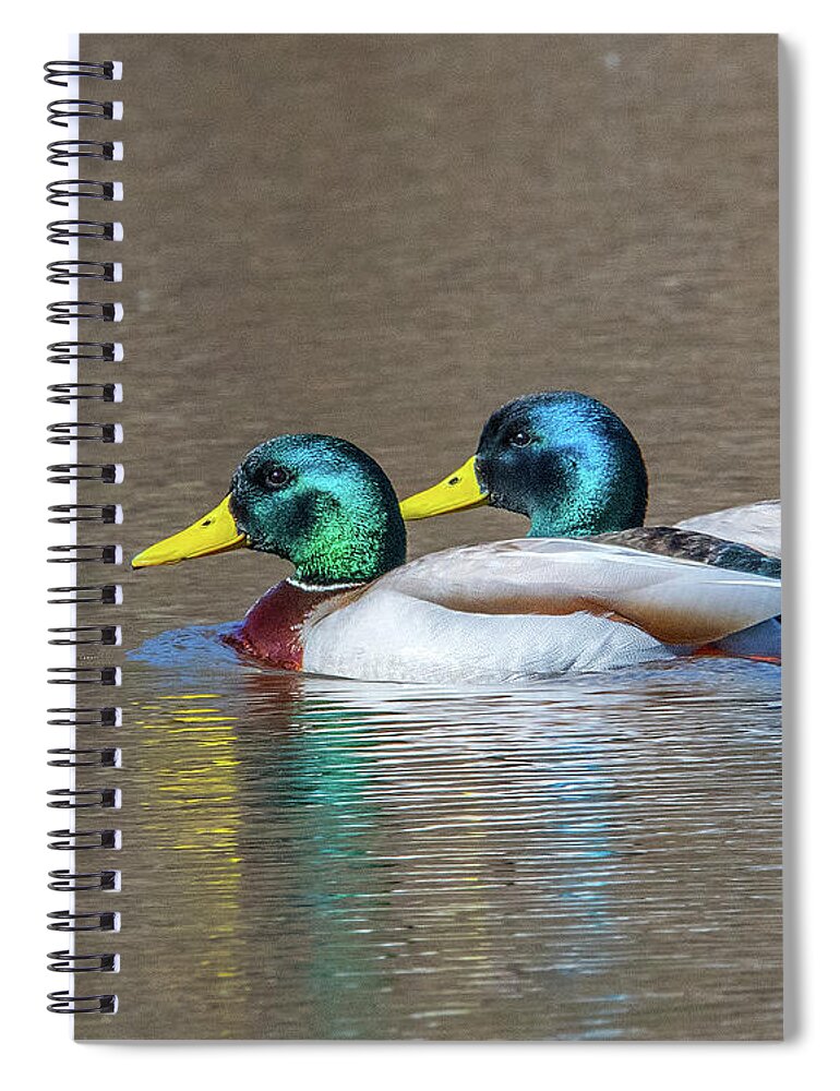Nature Spiral Notebook featuring the photograph Mallard Drakes DWF0227 by Gerry Gantt