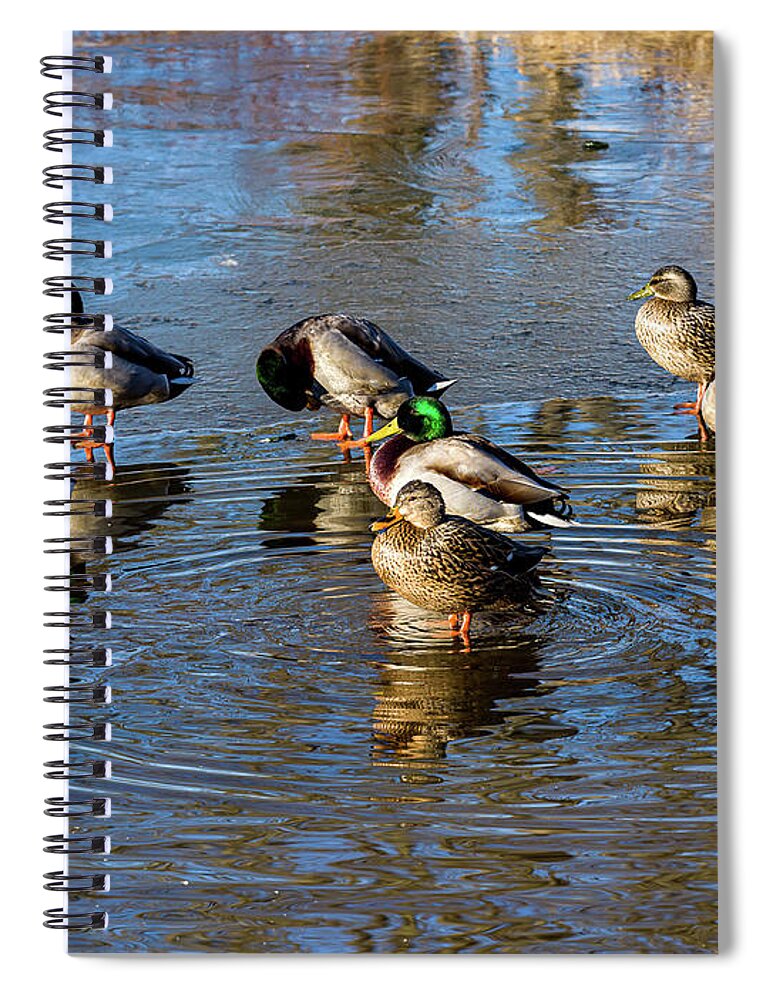 5- Places Spiral Notebook featuring the photograph Mallard ducks chilling out by Louis Dallara