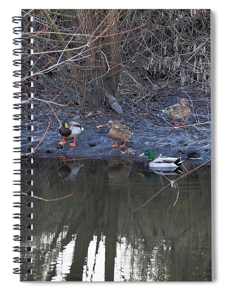 Wildlife Spiral Notebook featuring the photograph Mallard Gathering by Richard Thomas