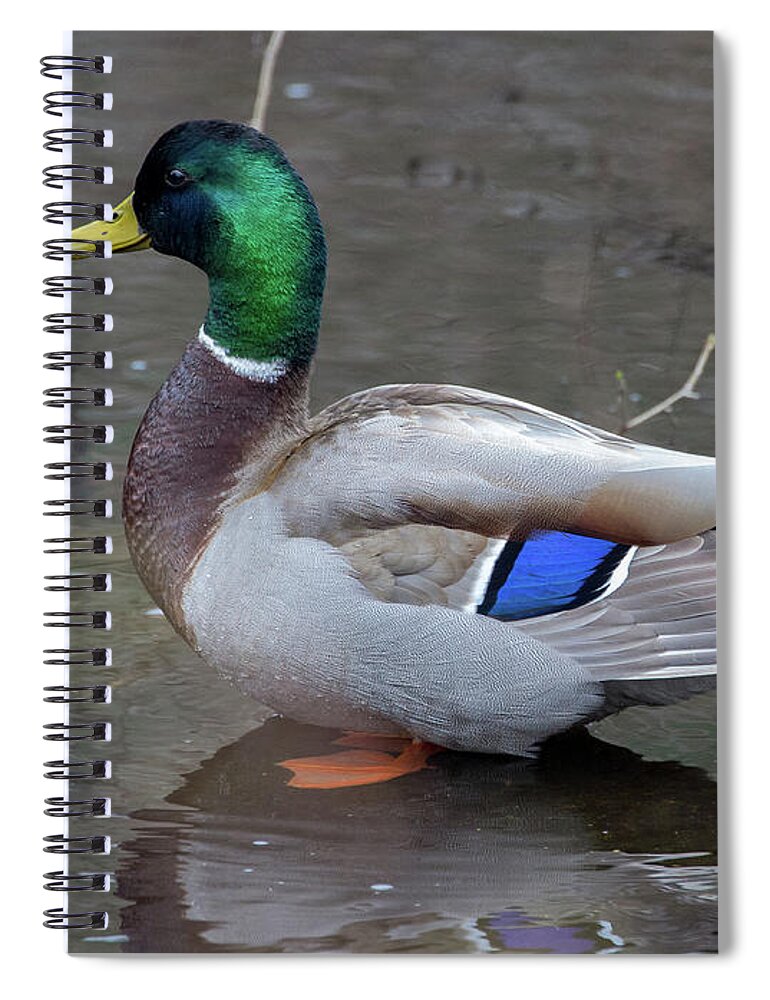 Mallard Spiral Notebook featuring the photograph Mallard Posing by Denise Kopko