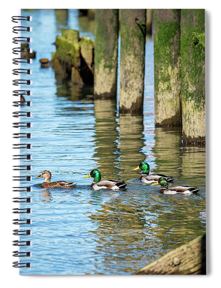 Anatidae Spiral Notebook featuring the photograph Mallards in the Pilings by Robert Potts