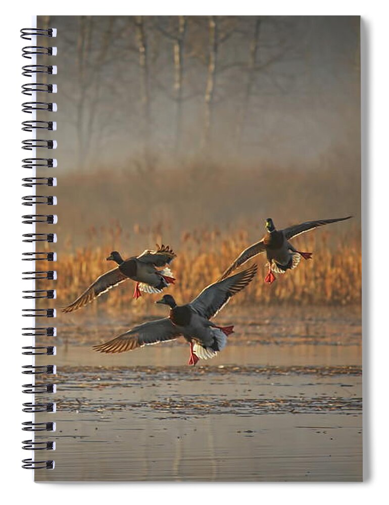 Waterfowl Spiral Notebook featuring the photograph Mallards With Feet Dangling by Dale Kauzlaric