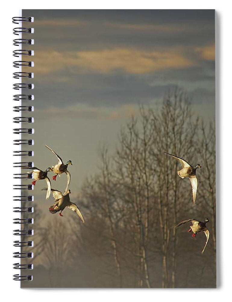 Waterfowl Spiral Notebook featuring the photograph Mallards With Wings Set by Dale Kauzlaric