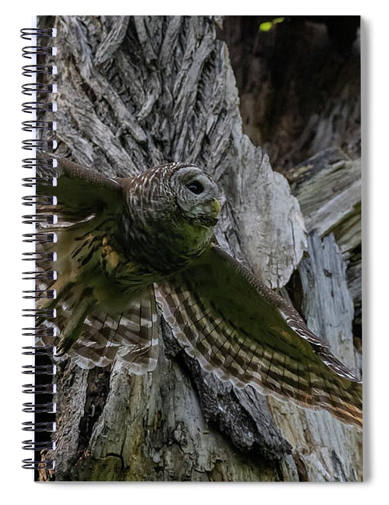 Cute Owlet Spiral Notebook featuring the photograph Mama Barred owl Hunting by Puttaswamy Ravishankar