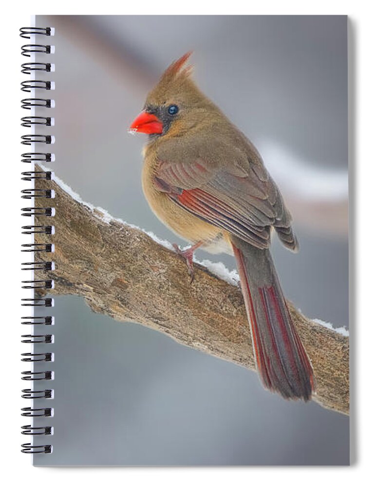 Bird Spiral Notebook featuring the photograph Mama Cardinal In The Snow by David Downs