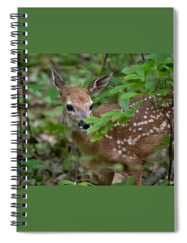Fawn Spiral Notebook featuring the photograph Mama is Nearby by Linda Bonaccorsi