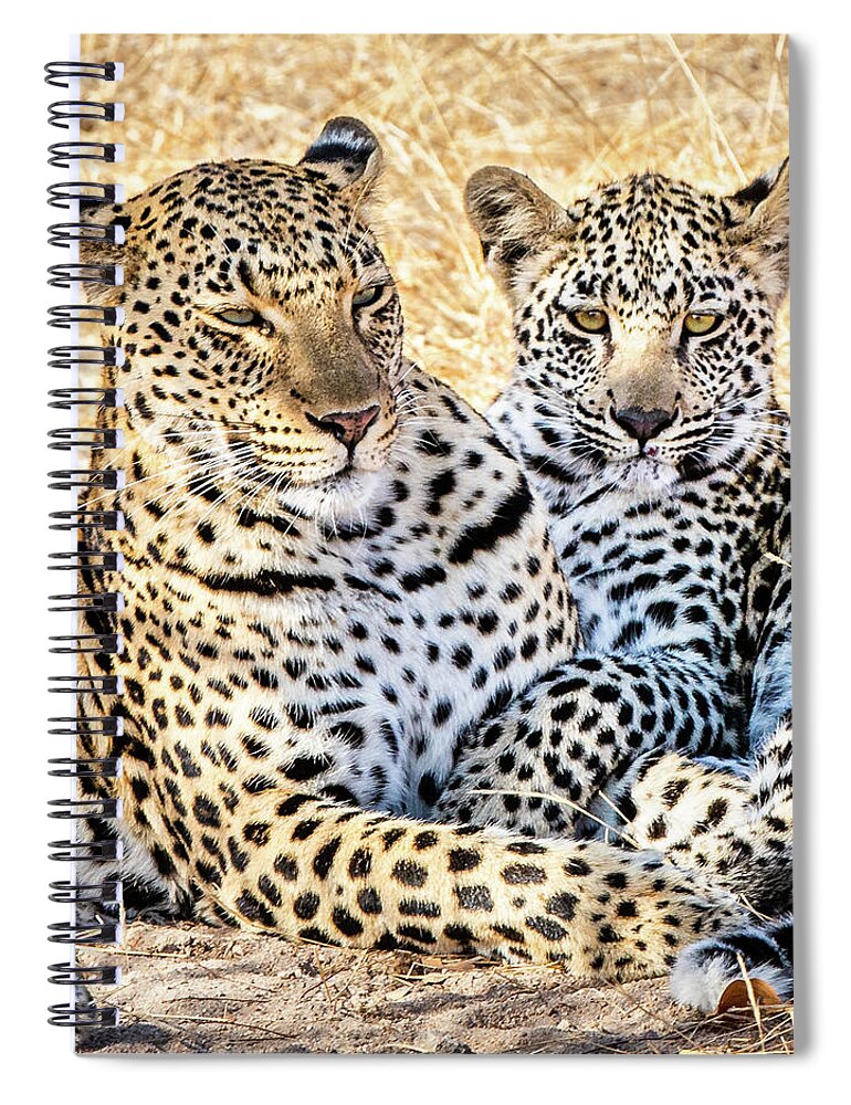Leopard Spiral Notebook featuring the photograph Mama Leopard And Her Cub by Elvira Peretsman