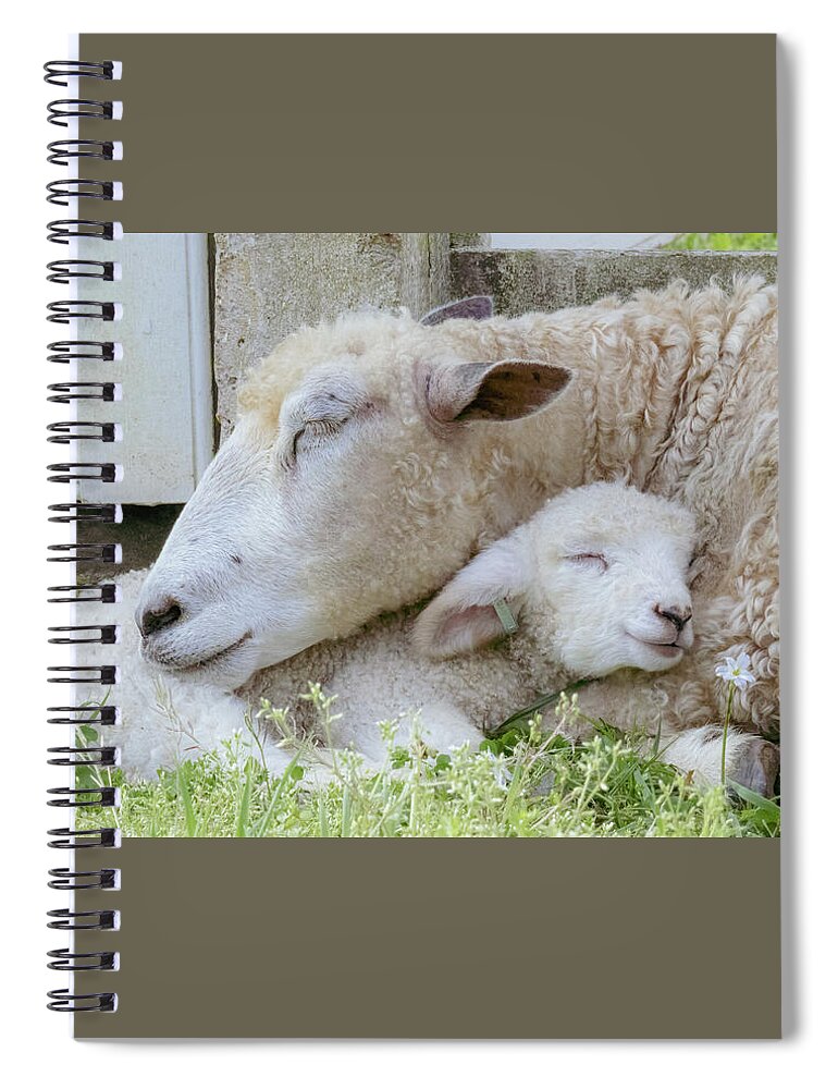 Lamb Spiral Notebook featuring the photograph Mama's Lamb by Rachel Morrison