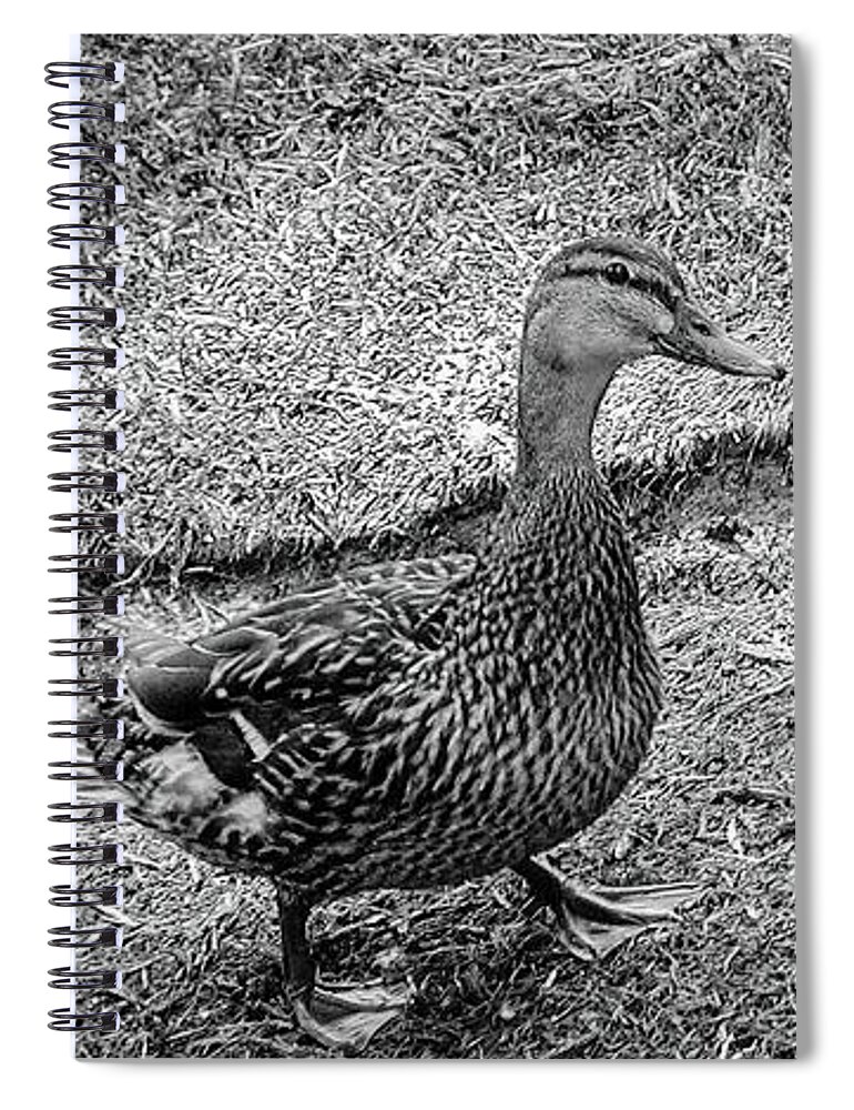 Duck Spiral Notebook featuring the photograph Mamma Duck and Babies by Annalisa Rivera-Franz