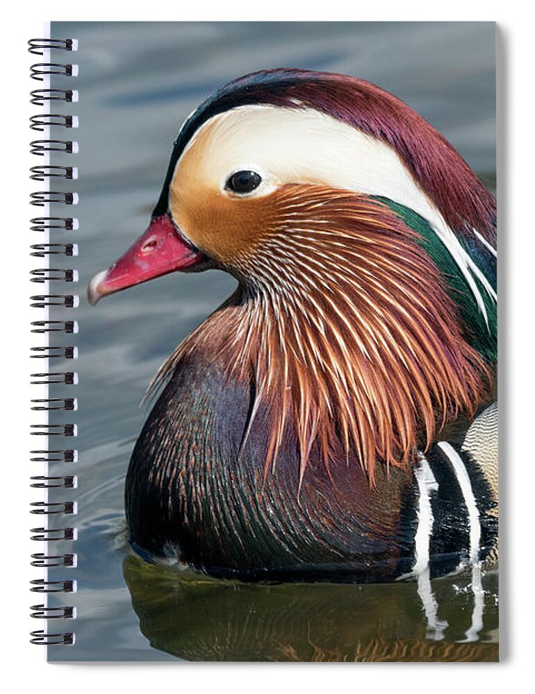 Kmaphoto Spiral Notebook featuring the photograph Mandarin Duck II by Kristine Anderson