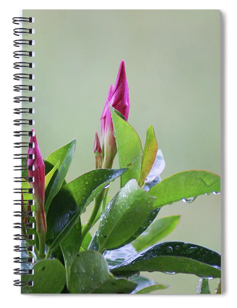  Spiral Notebook featuring the photograph Mandevilla Drops by Heather E Harman