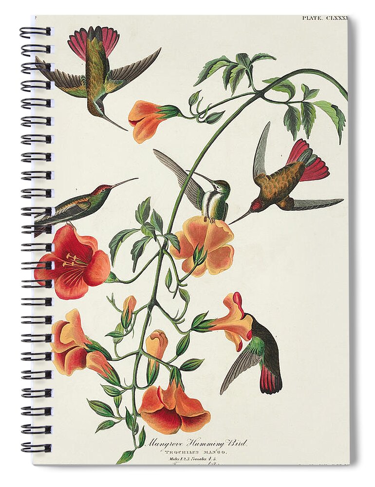 Mango Hummingbird Spiral Notebook featuring the mixed media Mango Hummingbird. John James Audubon by World Art Collective
