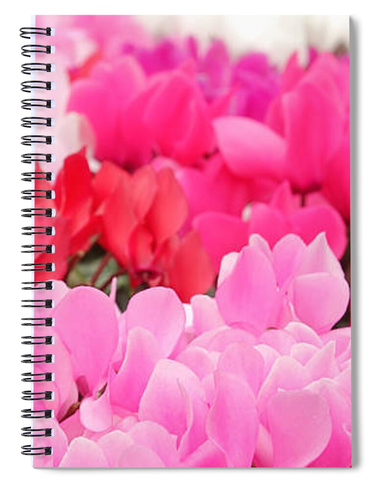 Cyclamen Spiral Notebook featuring the photograph Many Cyclamen by Maria Meester