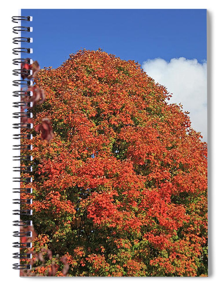 Sky Spiral Notebook featuring the photograph Maple Glory by Gary Kaylor