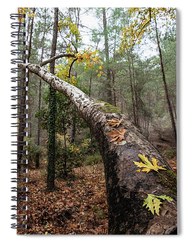 Autumn Spiral Notebook featuring the photograph Maple leaves on a tree branch in autumn. Fall season in a forest. by Michalakis Ppalis