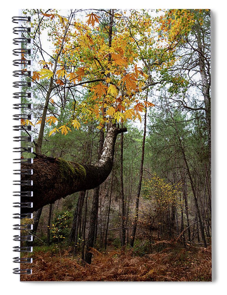 Autumn Spiral Notebook featuring the photograph Maple tree with yellow leaves in autumn in a forest . Troodos Cyprus by Michalakis Ppalis