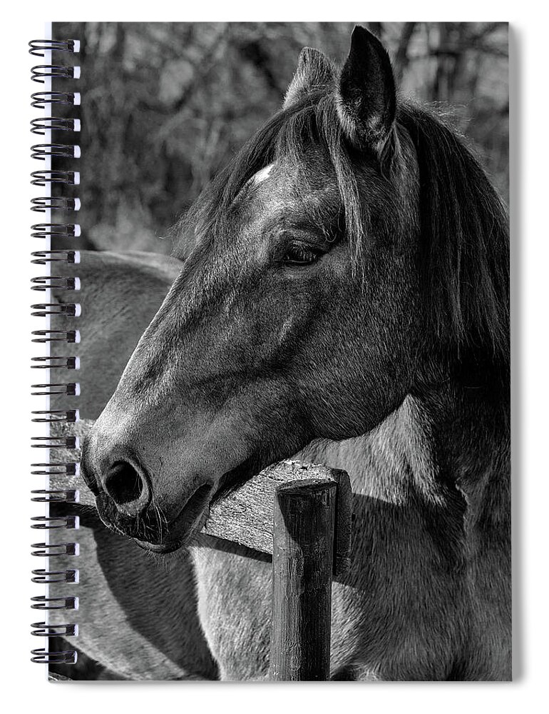 Mare Spiral Notebook featuring the photograph Mare Profile by Art Cole