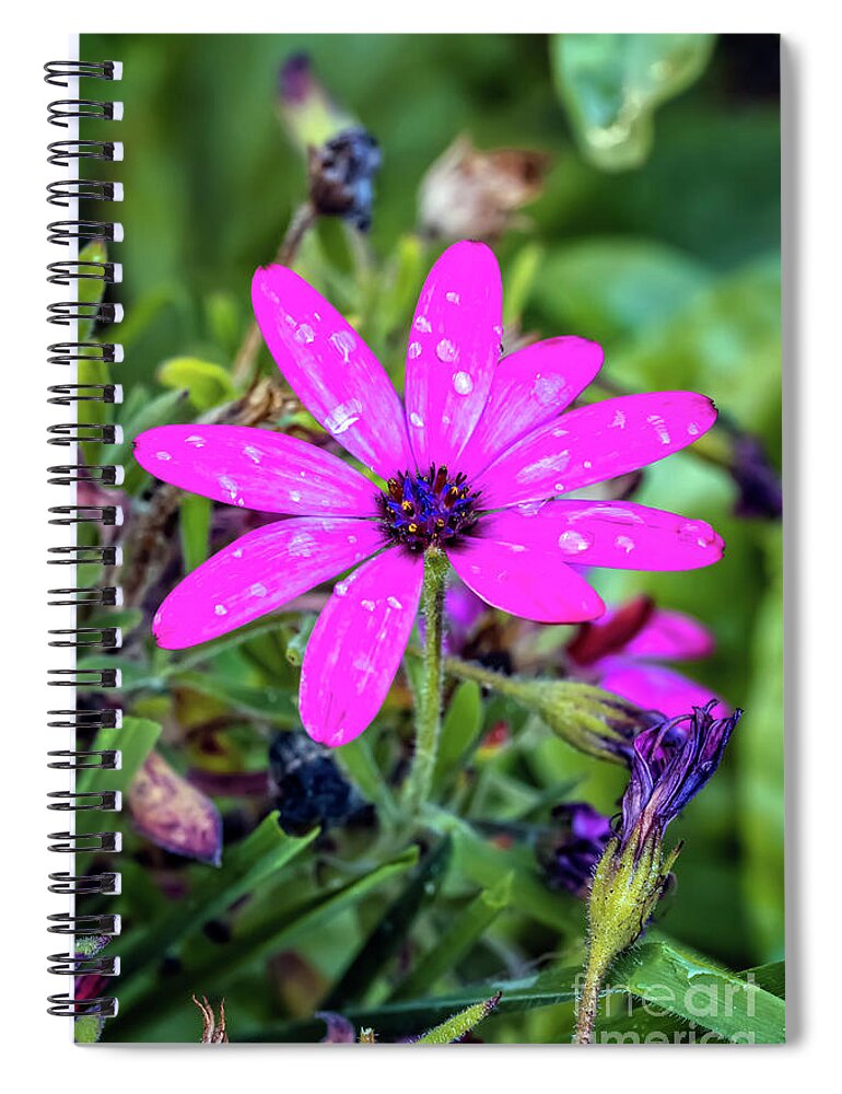 Daisy Spiral Notebook featuring the photograph Marguerite Daisy Art by Adrian Evans