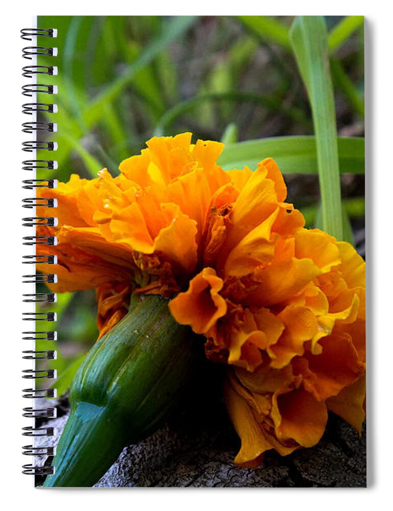 Marigold Spiral Notebook featuring the photograph Marigold on a Tree Root by W Craig Photography