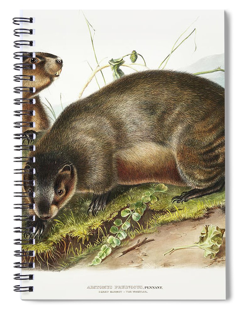 American Animals Spiral Notebook featuring the mixed media Marmots. John Woodhouse Audubon Illustration by World Art Collective
