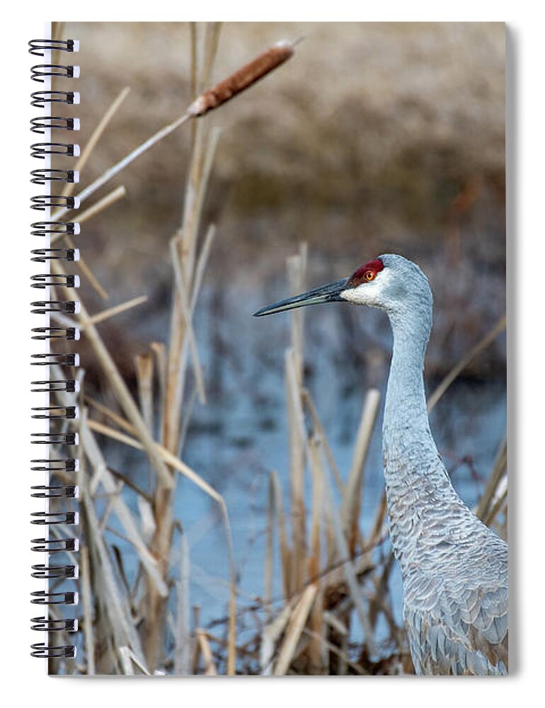 Bird Spiral Notebook featuring the photograph Marsh Visitor by Rose Guinther